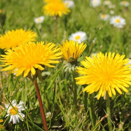 Appartmentanlage Zur Düne * Poel